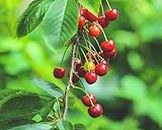 Sylvia Cherry (HYBRID Air Layering) Clone type hybrid - 1 Healthy Live Super Yielding Early Fruting Sylvia Cherry Fruit Plant' 1-1.5 Ft Height in Nursery Grow Bag for Home Garden Next Year Get Fruits