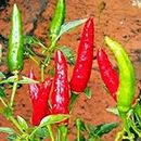 Chilli African Malawi Birds Eye 10 Seeds Isolated Strain Chili Pepper HOT Spicy