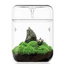 SARUFO Small Glass Plant Terrarium 4.7"X7" Inches Succulent Air Planter Fern Moss Micro-Landscape Vase for Home Garden Office Tabletop Decoration Container with Lid Indoor Wardian Copyright Patent