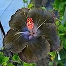oxiflora " Taiwan dark prince/Hibiscus" hybrid - 1 Healthy Live Super Early Flower Plant' 1 Ft Height in Nursery Grow Bag for Home Garden…