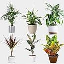 Indoor Plants Real, Mix of 6 House Plants in 12cm Pots, Real Plants to Grow in Your Office, Home, Bedroom, Kitchen and Living Room, Perfect for Clean Air, Delivered Next Day