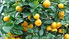 Mphmi Live Plants Nursery Garden Lime All Season Live Mosambi Sweet Lemon grafted fruit Yellow Lemon Plant