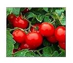 250 Cherry Tomato Seeds Large | Non-GMO | Fresh Garden Seeds