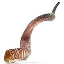 Jewish Shofar Horn | a Shofar Horn Size 27"-31" | Most Certified Shofar Horn Instrument of Whole Market | Chofares De Israel Grandes Originales by Yomtov Shalom