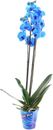 Phalaenopsis Double Stemmed Orchid Blue Houseplant 12cm Pot (Live Plants)