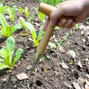 Semillas y bulbos para plantar madera para el hogar jardinería plántulas de excavadora 2024
