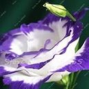 3: 100 pezzi di semi di eustoma Rossi perenni piante da Fiore Lisianthus Multicolore per FAI da te casa e amp; Giardino