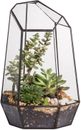 Geometric Glass Terrarium Planter for Succulent, Small Cacti - 6.5" X 5.7" X 9.8