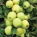 Original Grafted Live Healthy Fruits Green Apple Plant Expensive All India Weather Grafted Tree From Shimla-Himachal & Delicious Fruit Plant Tree For Your Garden(Fruits After 1Year).