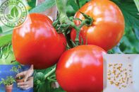 Semillas de siembra de tomate 30+ verduras frescas de jardín raras no transgénicas naturales orgánicas 