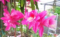 Epiphyllum Echinopsis rosa Blume Schnitt Kaktus Kakteen lebende Pflanze kostenloses Geschenk