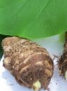 1 Taro Root Bulb Edible Tropical Elephant Ear Colocasia Live Plant Fresh USA :)