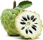 Vamsha nature Care Custard apple or cherimoya is a subtropical fruit famous as a sitafal in India and has green-colored, tough-leathery skin and creamy meat inside. Custard apple Pack of 2
