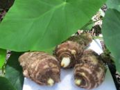 3 Taro Root Bulbs Edible Tropical Elephant Ear Colocasia Live Plant Fresh USA :)