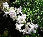 Live Tecoma White Flower Plant 1 Live Plant