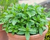 Kalfo Live Mint Pudina Plant Outdoor Herbs mint Plant for Home Garden Pudina Plant with Pot