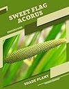 Sweet Flag Acorus: Shade plant Beginner's Guide