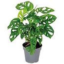 Monstera adansonii 'Monkey Leaf' - Lochpflanze - Luftreinigende Zimmerpflanzen - Monstera Pflanze - Hängepflanze echt - Kletterpflanzen Zimmer – ⌀12 cm - 20-25 cm