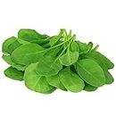 Kraft Seeds Vegetable Spinach Seeds for Home Garden (1 Packet) | Leafy Winter Vegetable Seeds for Home Gardening Pots |Fresh Gardening Vegetable Planting Seeds for Kitchen |Green Palak Leaves Seeds