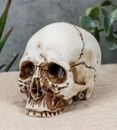 Small Half Jaw Homo Sapiens Skull Figurine Miniature Skull Cranium Sculpture
