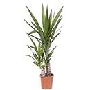 Spineless Yucca - Yucca Elephantipes Flower Seeds, Approx. 80cm Tall with 2 Stem Home Garden Seeds ing by Heavy Torch, 1 Seeds: Only Seeds