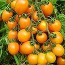Glod Cherry Tomato Seeds 50+ Fresh Organic Vegetables Fruit Easy to Grow Plants Seeds for Planting Garden Outdoor