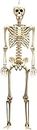 Priya Party Express 5.5Ft. Halloween Life-Size Skeleton, Full Body Realistic Plastic Skeleton with Movable Joint Human Bones for Halloween Themed Party Props Indoor and Outdoor Decorations ( White)