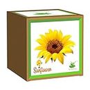 Sow and Grow Seed Starter Grow Kit of Sunflower || DIY Easy Grow it Yourself Gardening Kit for Home and Garden || A Complete Beginner Gardeners Gardening Set