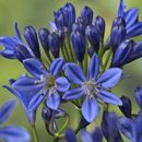30 Seeds Lily of the Nile Blue Agapanthus African Lily