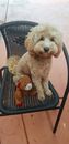 Cavoodle (Toy)  – 1 year old. Female. Great choice for anyone. $1,800 neg.