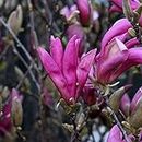 Magnolia 'Susan'- Magnolia 'Susan' 40-60 cm en conteneur