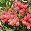 GREEN COLLECTION Special Sweet Hybrid Seedless Bombay Litchi Plant, Lychee/Lichu Air Layering Healthy Plant Fruit Live Plants Sweet Tropical Rare Litchi Plant Live Plant For Home Garden Nursery