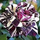 Portal Cool 30Pcs Black Dragon Rose cespuglio di fiori Semi di rara ezza semi vegetali decorativi Fr