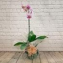 All Occasions, Single Stem Pink Orchid for Home, Bedroom, Kitchen and Living Room, Perfect for Clean Air, Delivered Next Day Prime