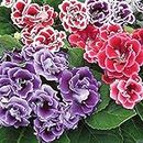 Gloxinia Flowers Canterbury BellsScentedFragrant Beautiful Tropical Flowers Exotic Garden Flower Bulbs By Seeds (Pack of 3) - Set of 8