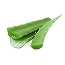 Retail Charm, Aloe Vera Leaves Green Organic herb (1 Kg) fresh Aloevera leaf fresh aloevera leaf