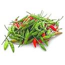 Chilli Asian Birds Eye Vegetable Garden Super HOT Indian 10 Chili Seeds Pepper