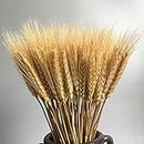 CHALAIR Natural Dried Ear Of Wheat Grain Flowers For Decoration - 100 Stems(Artificial)