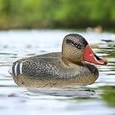 Duck Decoys for Hunting | Floating Duck Decoy for Pool, Pond & Lake