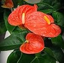 The Four Seasons Anthurium Orange Champion | Prince of Orange | Miniature Variety | Rare Natural Live Plant in Pot