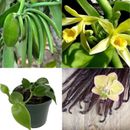 Vanilla Planifolia Orchid Plant Species Rooted Live 05+ Cuttings Vanilla Bean
