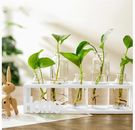 Soporte de propagación de plantas ZOOFOX con 5 jarrones de cogollos de vidrio / soporte de madera ""hogar""/terrario