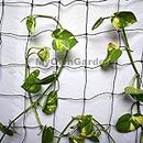 MyOwnGarden Plant Climber Net for Plants Creeper Net (3x6 FEET Pack of 1)