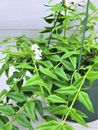 Hoya Bella live rare house plants in 4 inch nursery planted pot