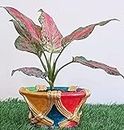 Hand painted Terracotta Designer and Decorative Planter Pots by Greens N Hues, White Classic, Bowl Shaped Multicolour Planter Pot with Golden Border, Planters for Indoor Outdoor Home Decor, Garden Decor, Office Decor, Balcony Planters, kitchen, living room, bed room planters, House warming gift, Indoor outdoor gardening, Plants love, Eco friendly gift.