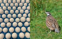 50+ Northern Bobwhite Quail Fertile Hatching Eggs! NPIP Cert - FREE SHIPPING