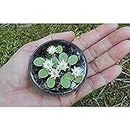 Creative Farmer Garden Miniature Lotus Aquatic Water Lily Plants Seeds - Pack of 10