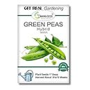 Green Peas Hybrid Vegetable Seeds for Gardening. Free E Book for Kitchen Garden, Backyard Gardening, Home Gardening & Planting included. (Pack of 5 gram Green Peas Hybrid Vegetable Seeds)