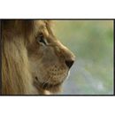 Global Gallery African Lion Male Portrait by San Diego Zoo Framed Photographic Print on Canvas Paper in White | 24 H x 36 W x 1.5 D in | Wayfair