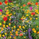 100%Wildflower Seeds Wild Flowers Garden Bee Scented Meadow Mix Seed Flower Pack